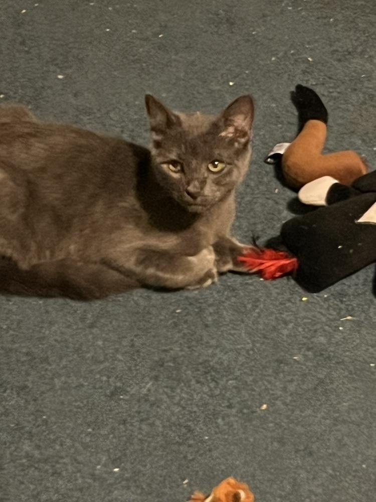 Enlarge Jasper (BONDED PAIR), a Adoptable Domestic Short Hair in Bolton, CT image 4/6