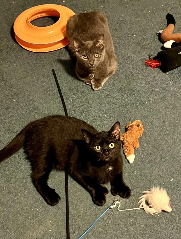 Enlarge Jasper (BONDED PAIR), a Adoptable Domestic Short Hair in Bolton, CT image 5/6