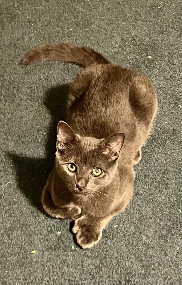 Enlarge Jasper (BONDED PAIR), a Adoptable Domestic Short Hair in Bolton, CT image 6/6