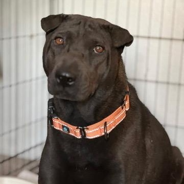 Enlarge CHARLOTTE THE SWEET, a Adoptable Shar-Pei in Cameron, NC image 1/4