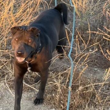 Enlarge CHARLOTTE THE SWEET, a Adoptable Shar-Pei in Cameron, NC image 3/4
