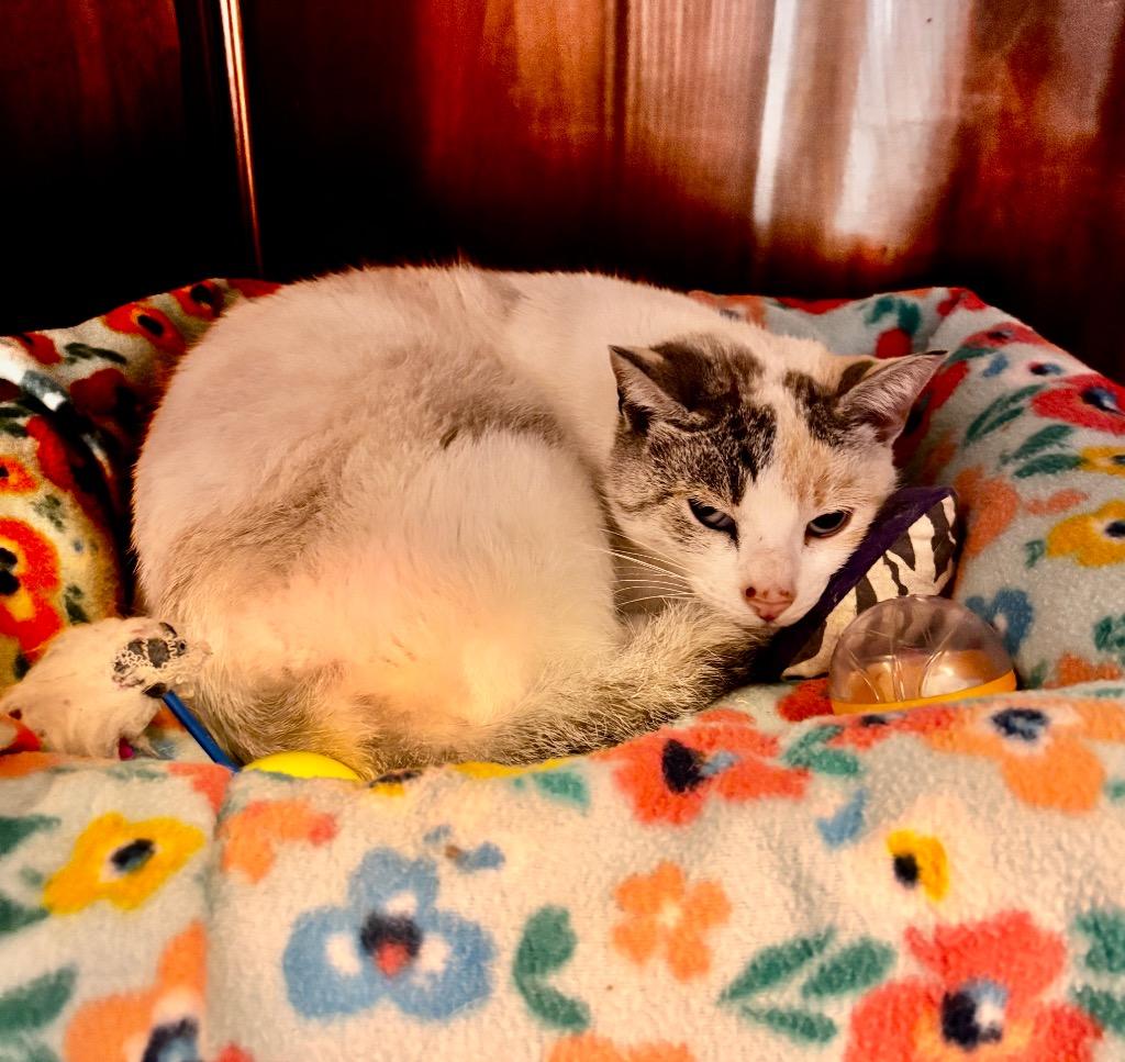 Enlarge Ryobe, a Adoptable American Shorthair in Hagaman, NY image 1/5