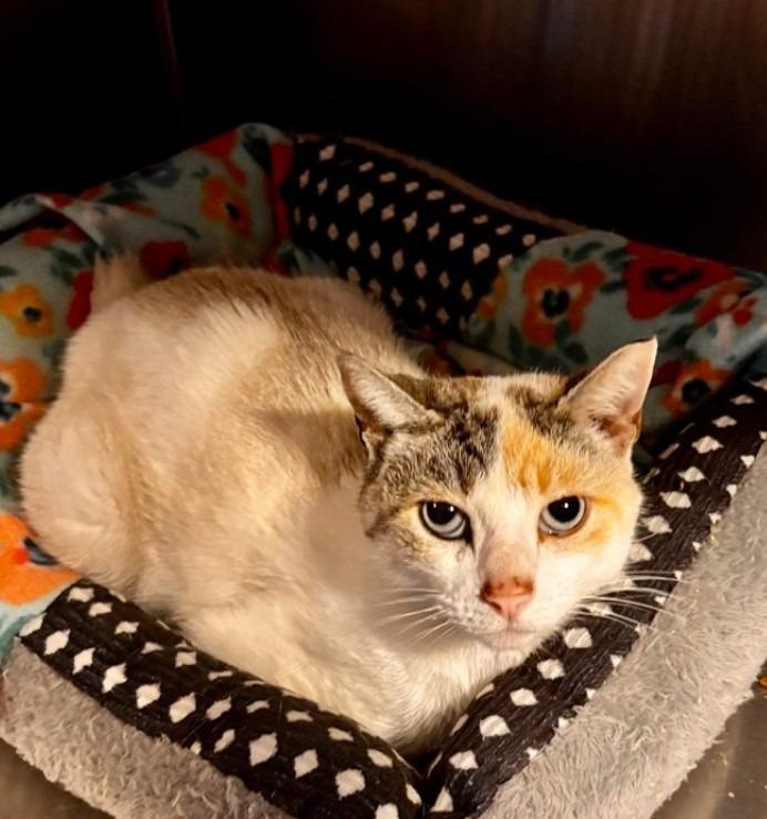 Enlarge Ryobe, a Adoptable American Shorthair in Hagaman, NY image 3/5