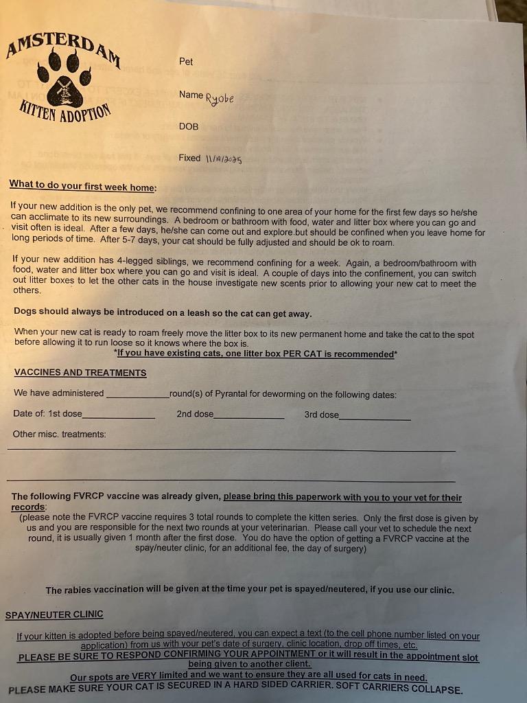 Enlarge Ryobe, a Adoptable American Shorthair in Hagaman, NY image 5/5