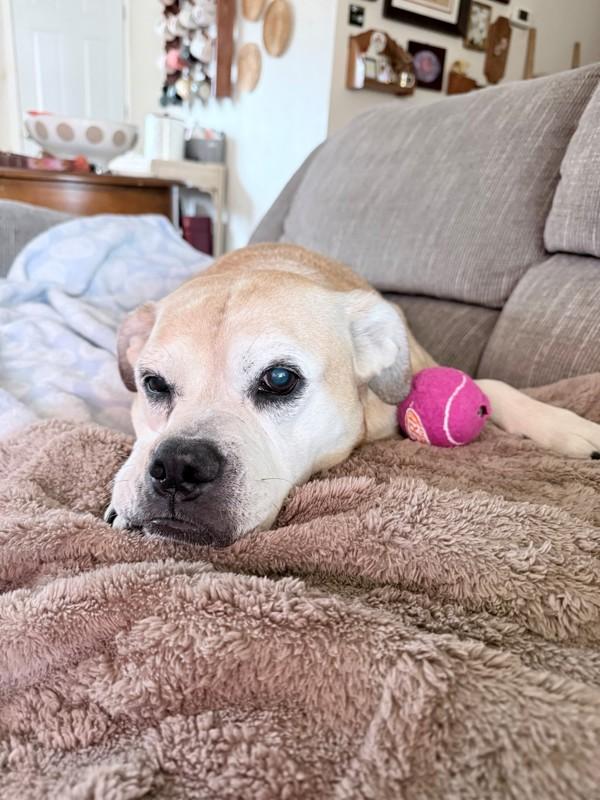 Precious, Adoptable, Senior Female Boxer & Pug.