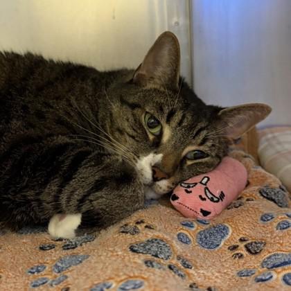 Enlarge Quesarito, a Adoptable mixed breed in Richmond, VA image 1/3