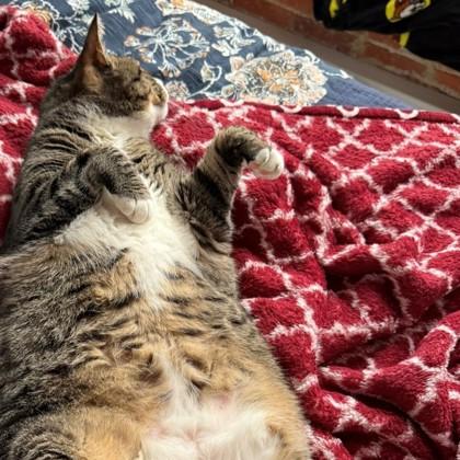 Quesarito, Adoptable, Adult Male Domestic Short Hair.