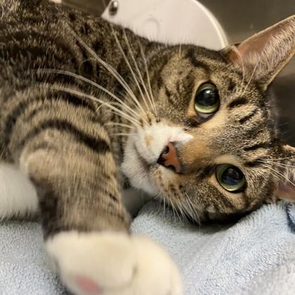 Enlarge Quesarito, a Adoptable mixed breed in Richmond, VA image 3/3