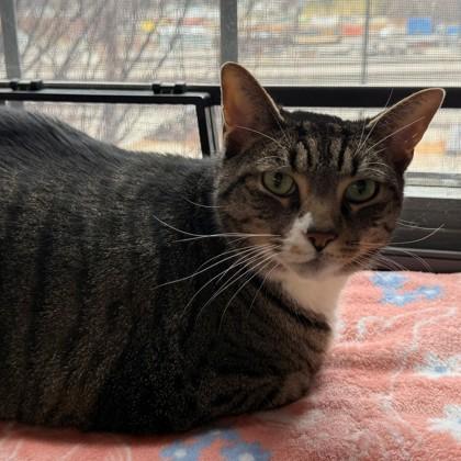 Enlarge Quesarito, a Adoptable mixed breed in Richmond, VA image 3/3