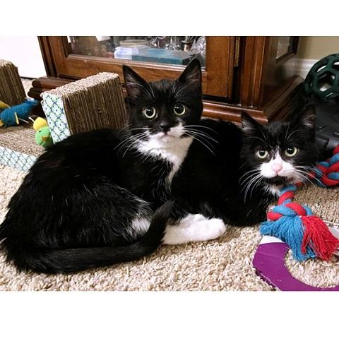 Ursaluna and Gengar,, ADOPTABLE, Kitten Female Domestic Short Hair.