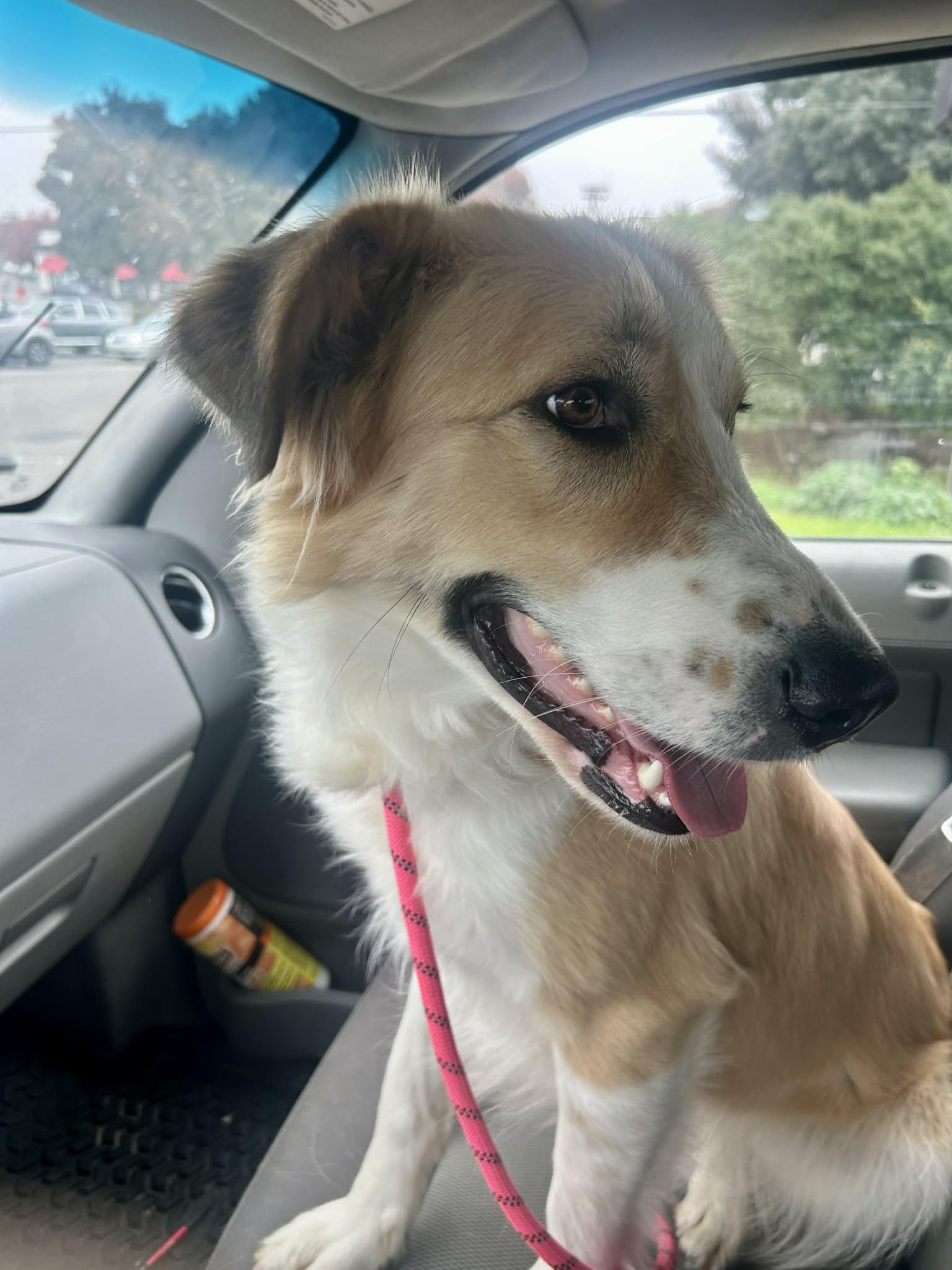 Bella, a Adoptable mixed breed in Kuna, ID image 2/3