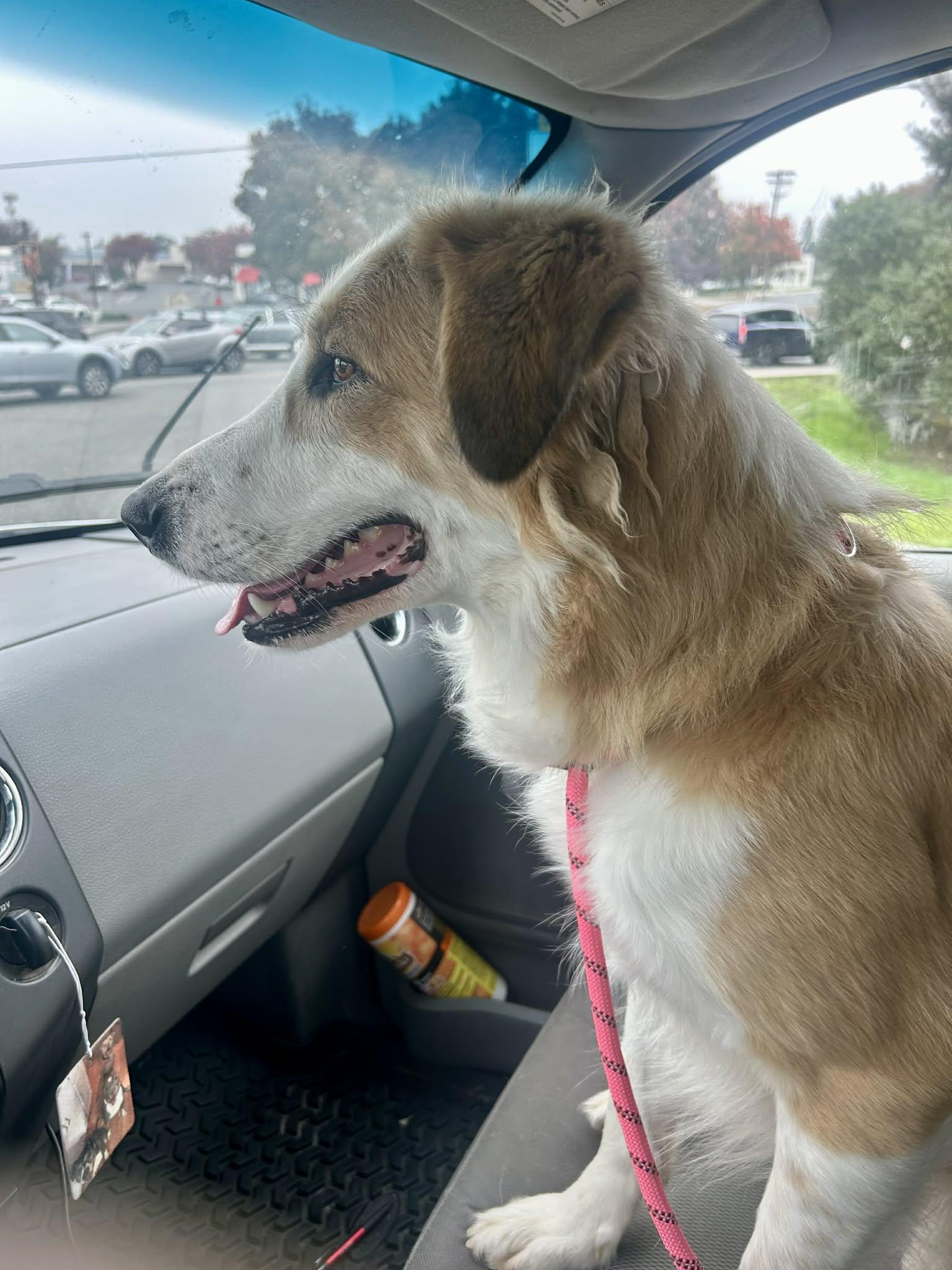 Bella, a Adoptable mixed breed in Kuna, ID image 3/3