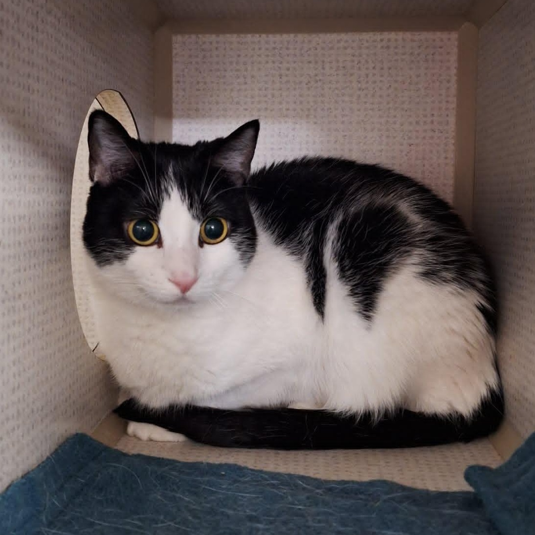 Cayenne, ADOPTABLE, Adult Female Domestic Short Hair.