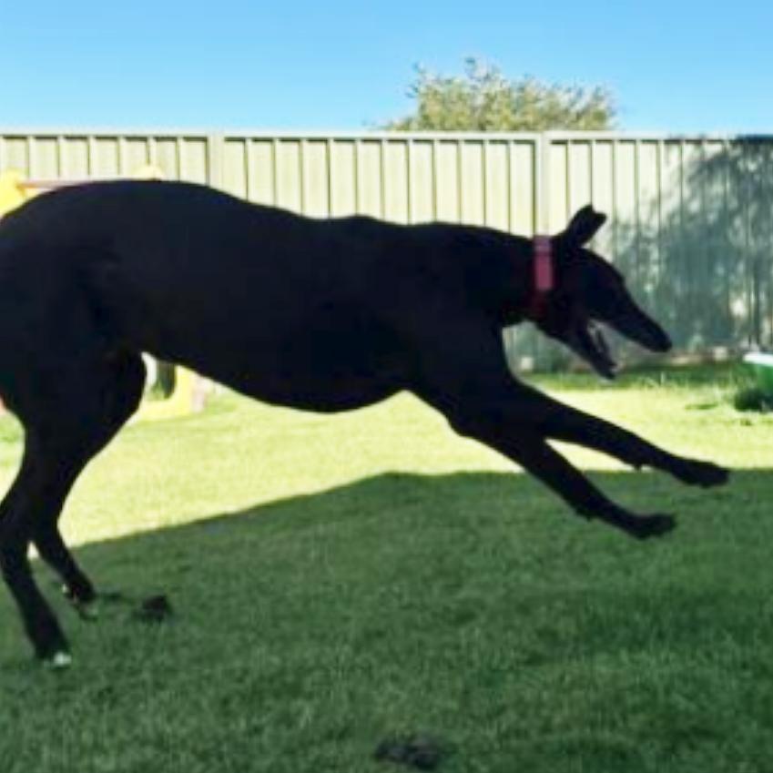 Enlarge No Scotty No (Scotty), a ADOPTABLE Greyhound in North Port, FL image 2/2