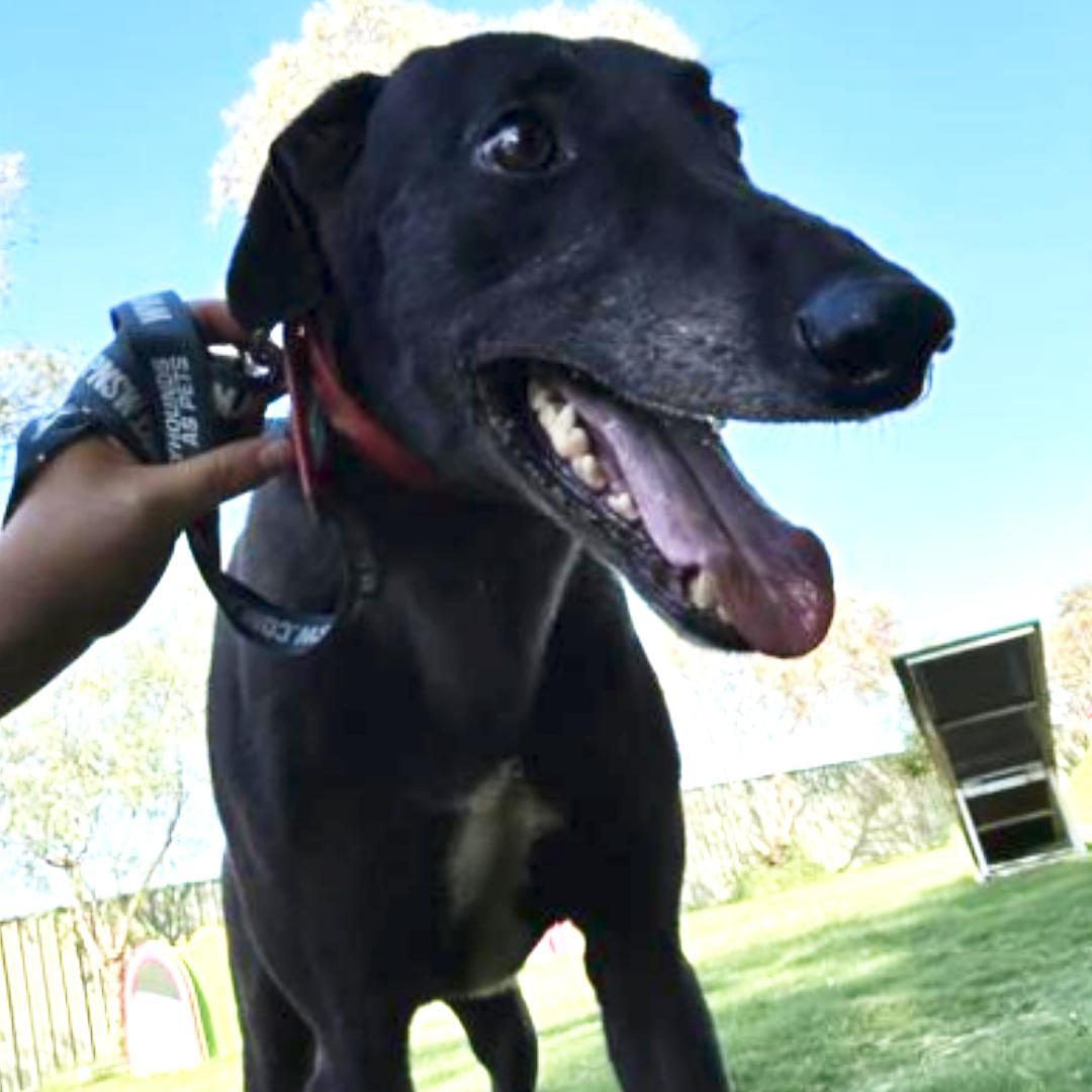 No Scotty No (Scotty), adopted, Adult Male Greyhound.