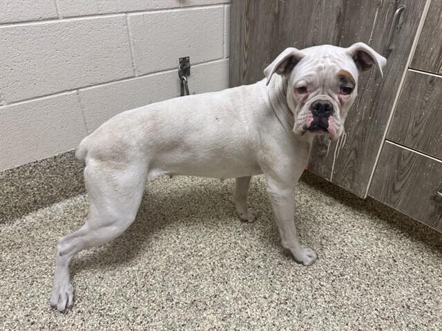 Smudge, Adoptable, Young Female Boxer.