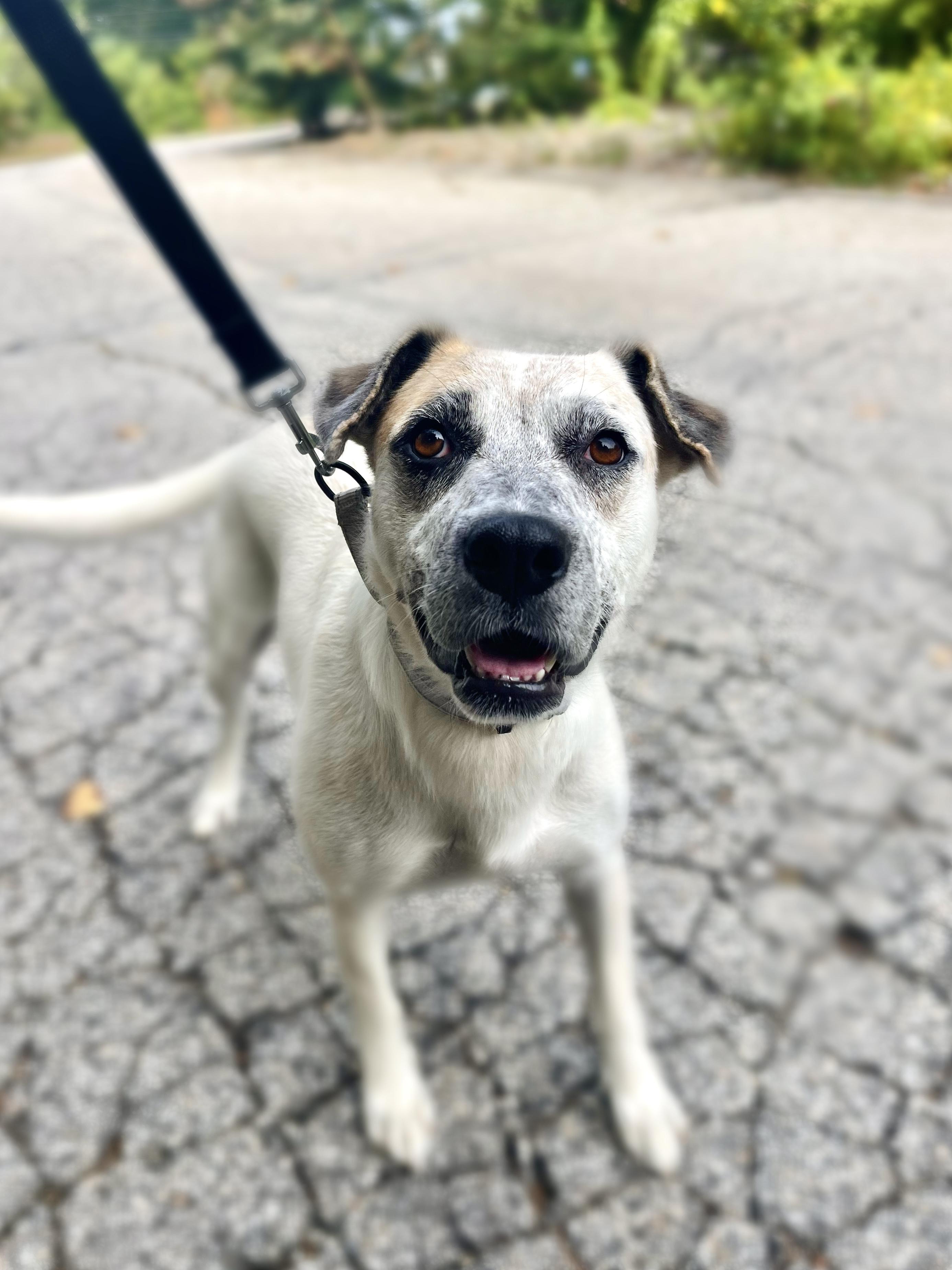 Enlarge Quiggle in NH. Come Meet our Adoptable Dogs Wednesday-Saturday. More info in Bio, a Adoptable mixed breed in Manchester, NH image 3/6