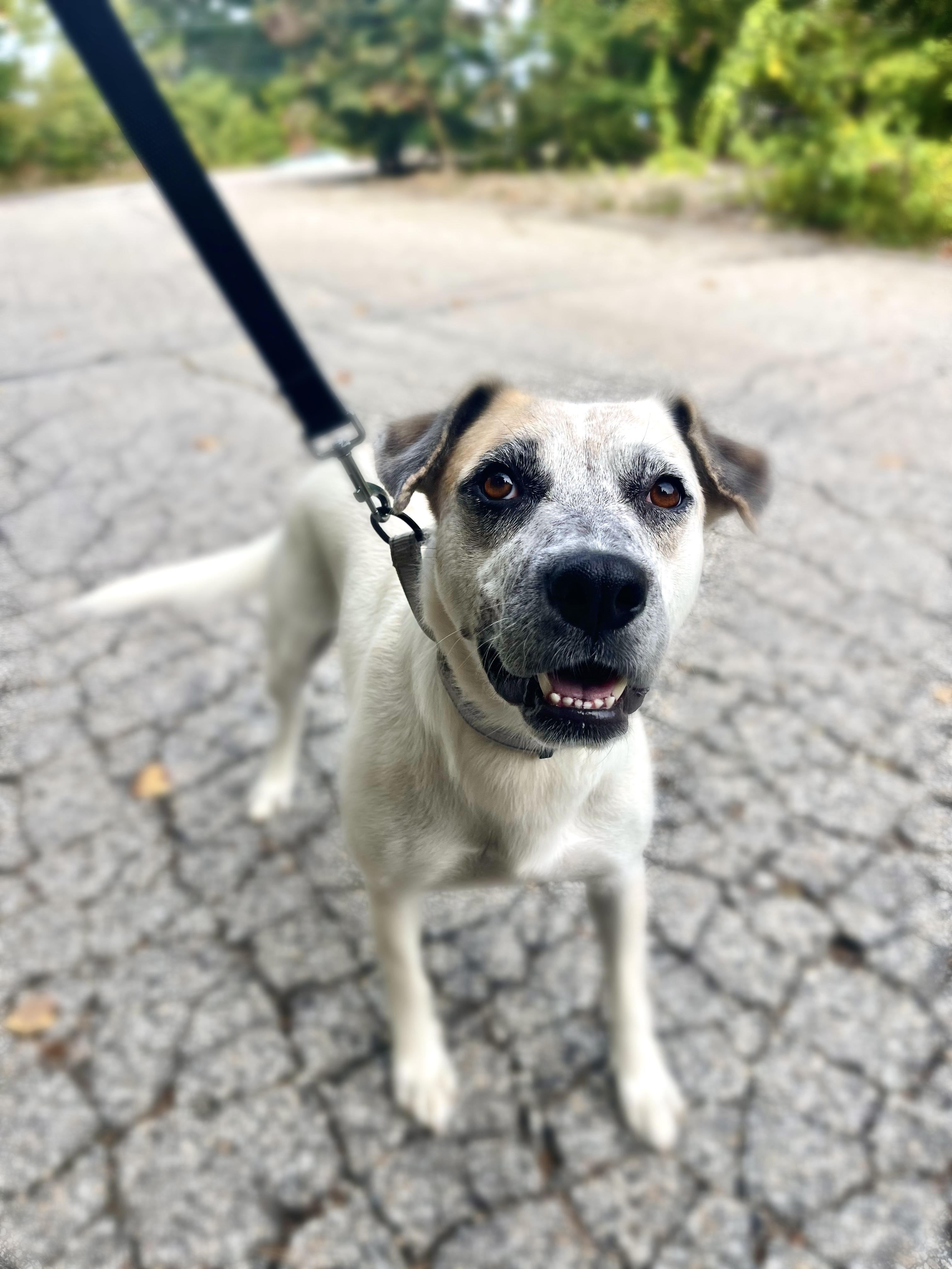 Quiggle in NH. Come Meet our Adoptable Dogs Wednesday-Saturday. More info in Bio, Adoptable, Adult Female Great Pyrenees & Australian Cattle Dog / Blue Heeler.