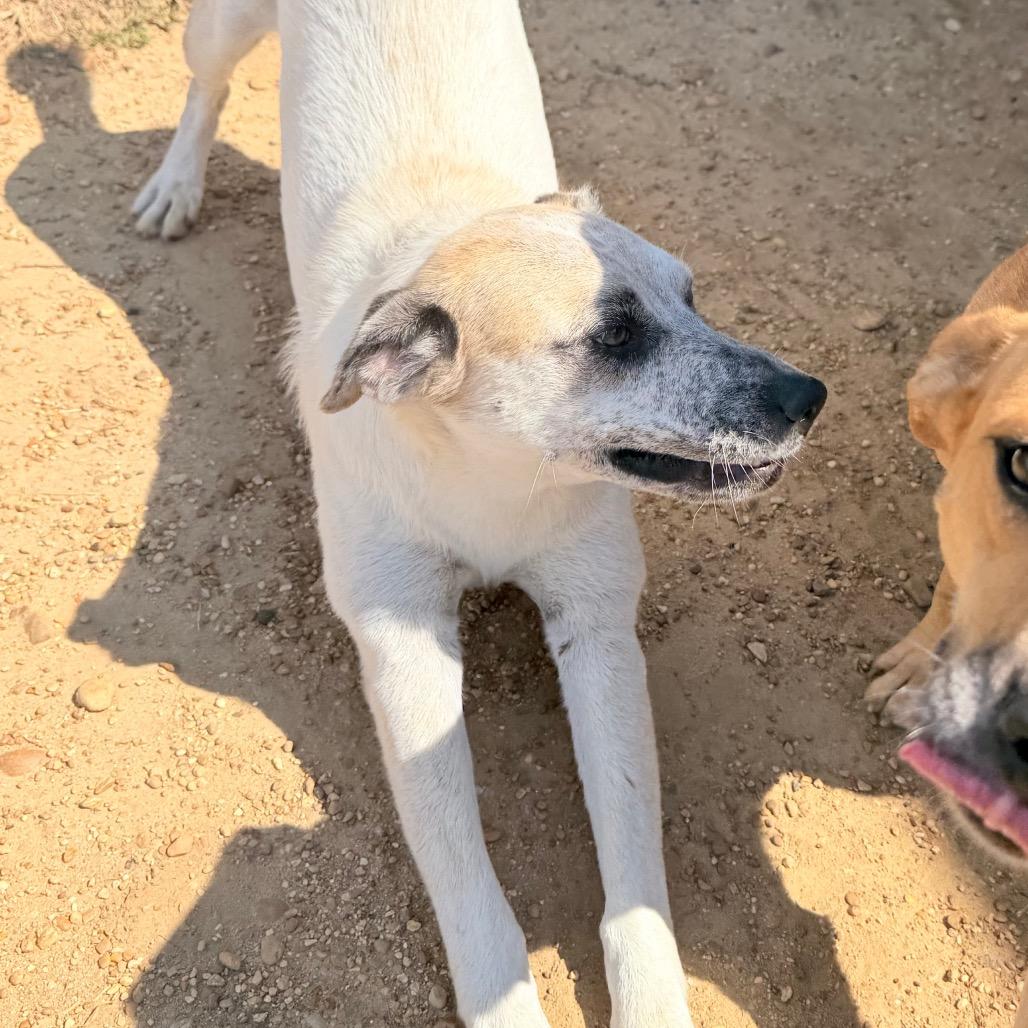 Enlarge Quiggle in NH. Come Meet our Adoptable Dogs Wednesday-Saturday. More info in Bio, a Adoptable mixed breed in Manchester, NH image 6/6