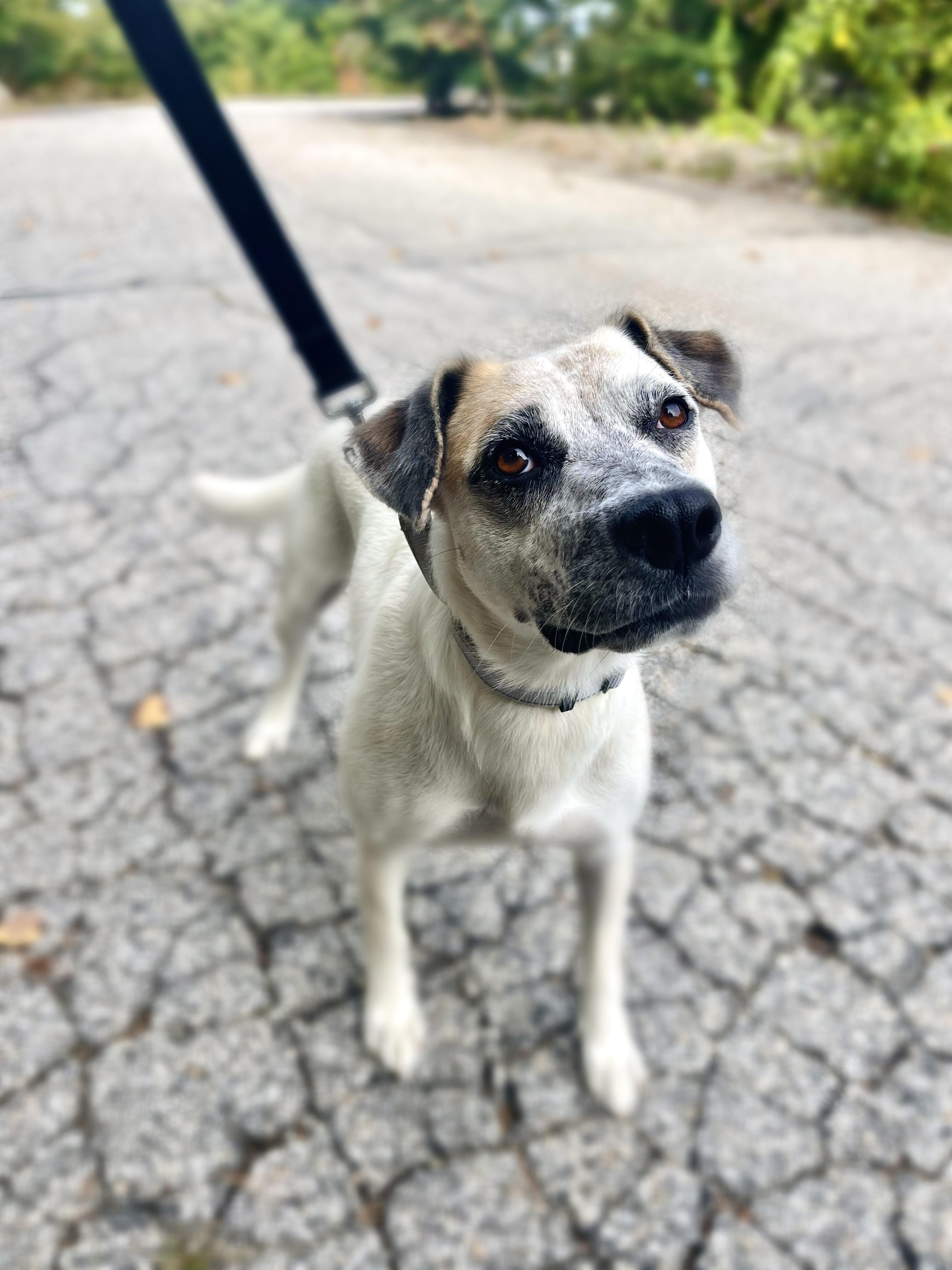 Enlarge Quiggle in NH. Come Meet our Adoptable Dogs Wednesday-Saturday. More info in Bio, a Adoptable mixed breed in Manchester, NH image 5/6