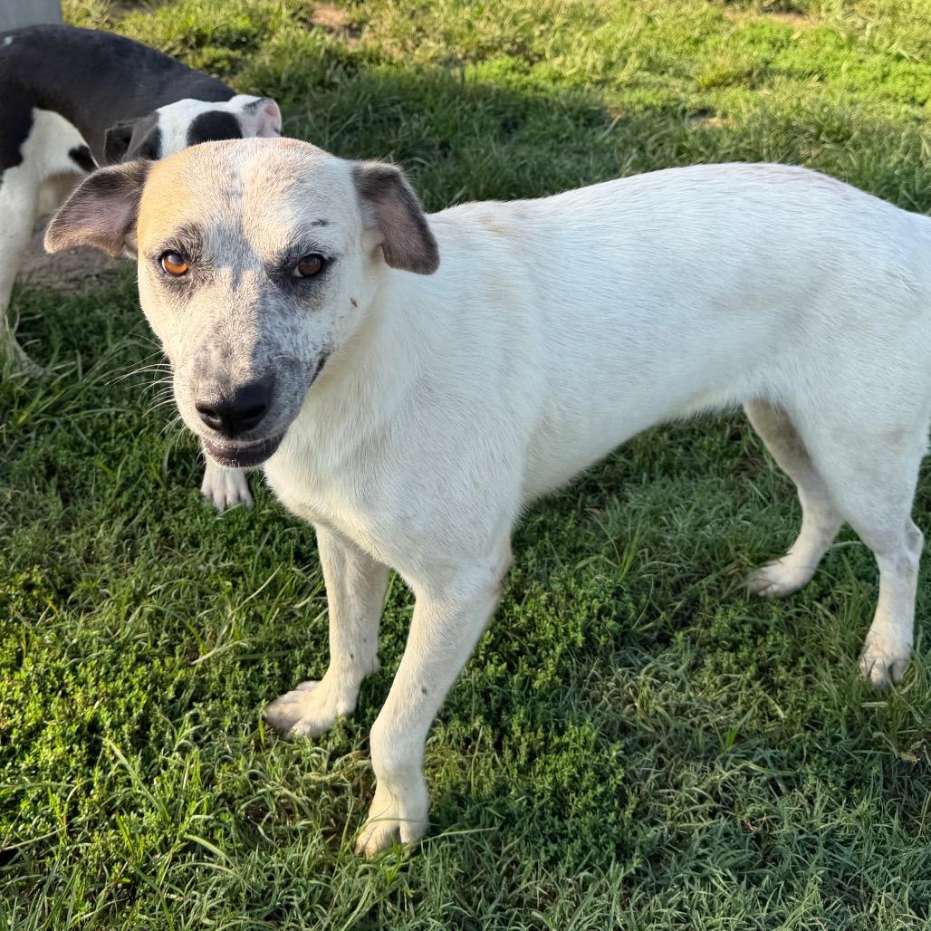 Enlarge Quiggle in NH. Come Meet our Adoptable Dogs Wednesday-Saturday. More info in Bio, a Adoptable mixed breed in Manchester, NH image 4/6