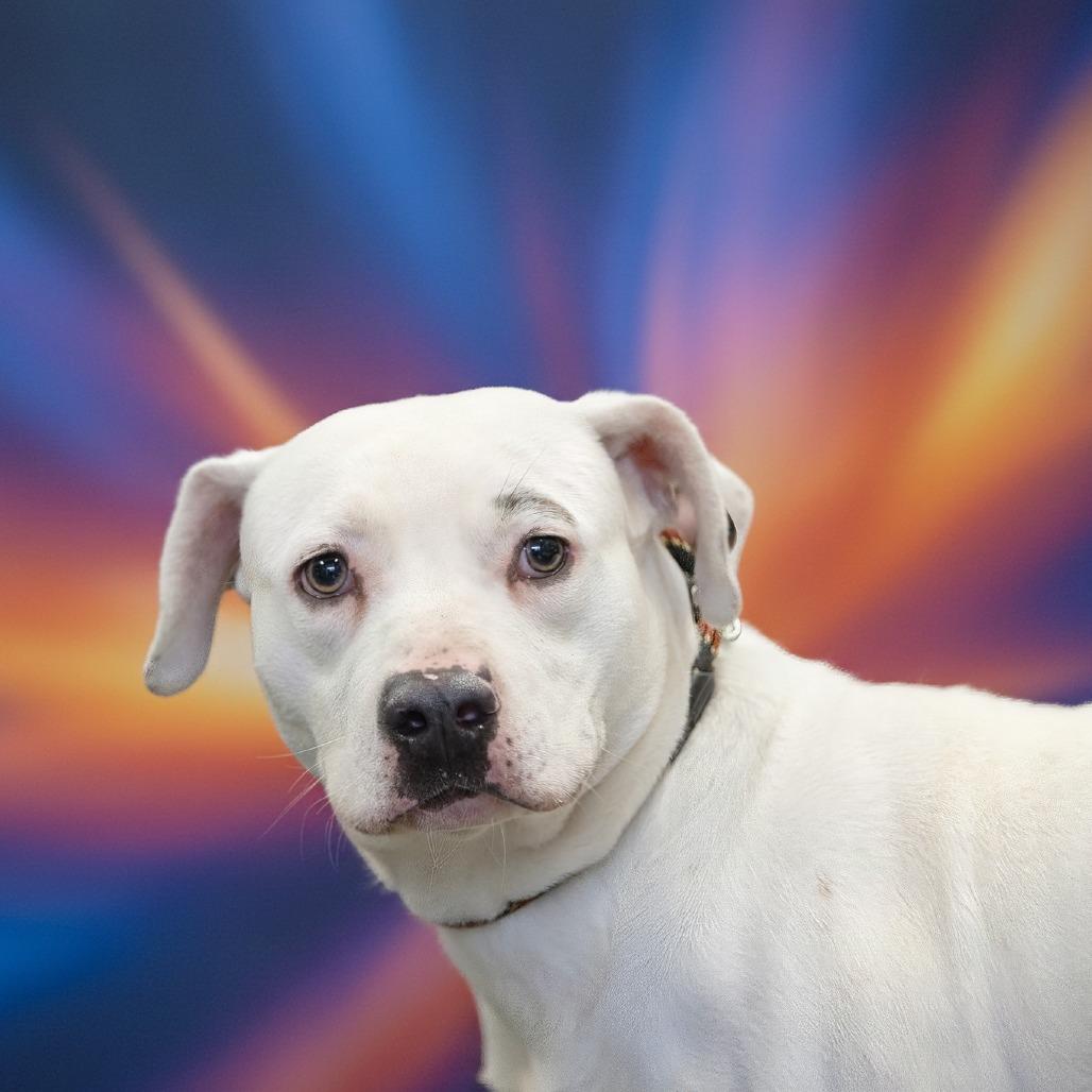 Tofu, Adoptable, Adult Male Pit Bull Terrier.