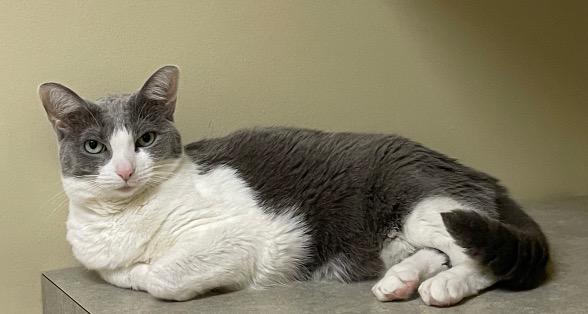 Enlarge Whiney, a Adoptable Domestic Short Hair in Cincinnati, OH image 1/3
