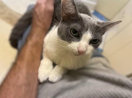 Enlarge Whiney, a Adoptable Domestic Short Hair in Cincinnati, OH image 3/3