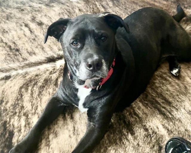 SIMON, Adoptable, Adult Male Pit Bull Terrier & Australian Cattle Dog / Blue Heeler.