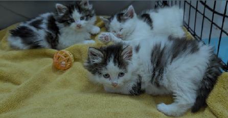 FRIEREN, STARK, EISEN, HIMMEL, ADOPTABLE, Kitten Female Domestic Short Hair.