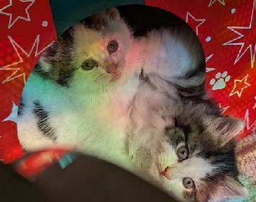 Enlarge FRIEREN, STARK, EISEN, HIMMEL, an adopted Domestic Short Hair in Union City, NJ image 4/5