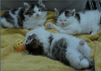 Enlarge FRIEREN, STARK, EISEN, HIMMEL, an adopted Domestic Short Hair in Union City, NJ image 3/5