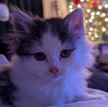 Enlarge FRIEREN, STARK, EISEN, HIMMEL, an adopted Domestic Short Hair in Union City, NJ image 5/5