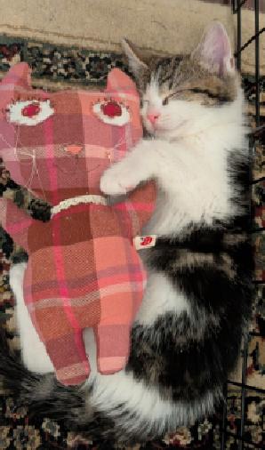 Enlarge FRIEREN, STARK, EISEN, HIMMEL, an adopted Domestic Short Hair in Union City, NJ image 2/5