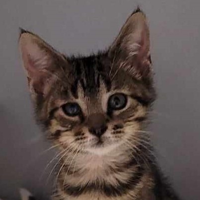 Aria, an adoptable Domestic Short Hair in Robinson, IL_image-1