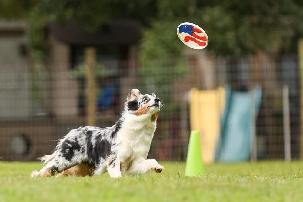 Enlarge Blue, a Adoptable Australian Shepherd in Troy, VA image 1/4