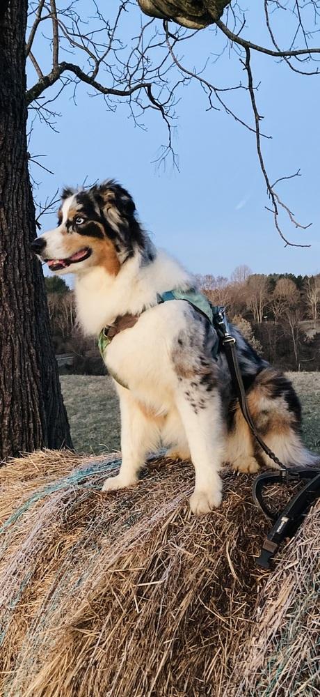 Enlarge Blue, a Adoptable Australian Shepherd in Troy, VA image 2/4