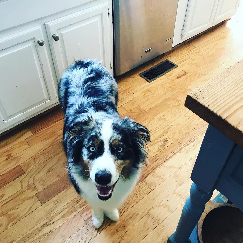 Enlarge Blue, a Adoptable Australian Shepherd in Troy, VA image 4/4