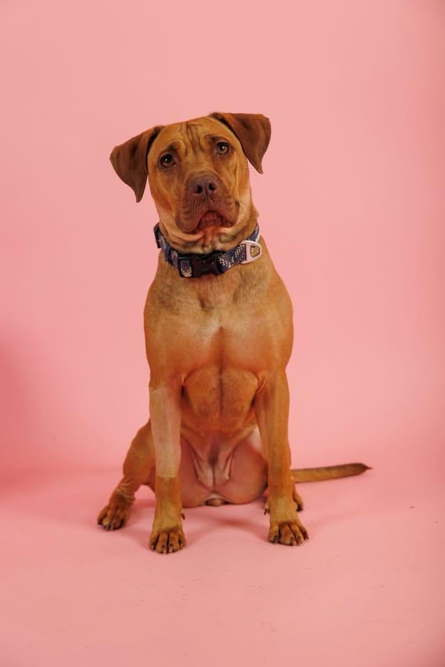 Enlarge Nova, a ADOPTABLE mixed breed in Sanford, NC image 5/6
