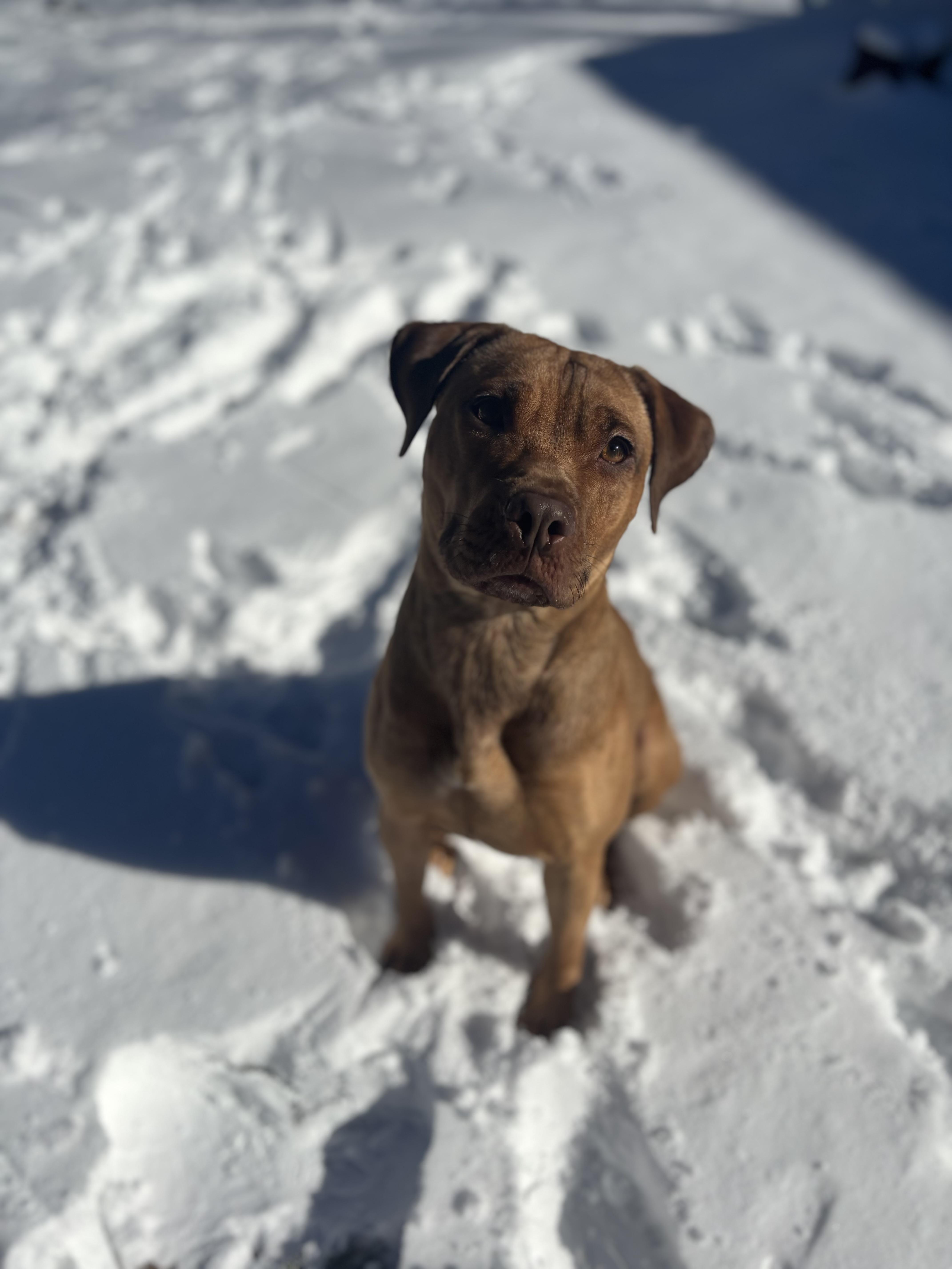 Enlarge Nova, a ADOPTABLE mixed breed in Sanford, NC image 4/4