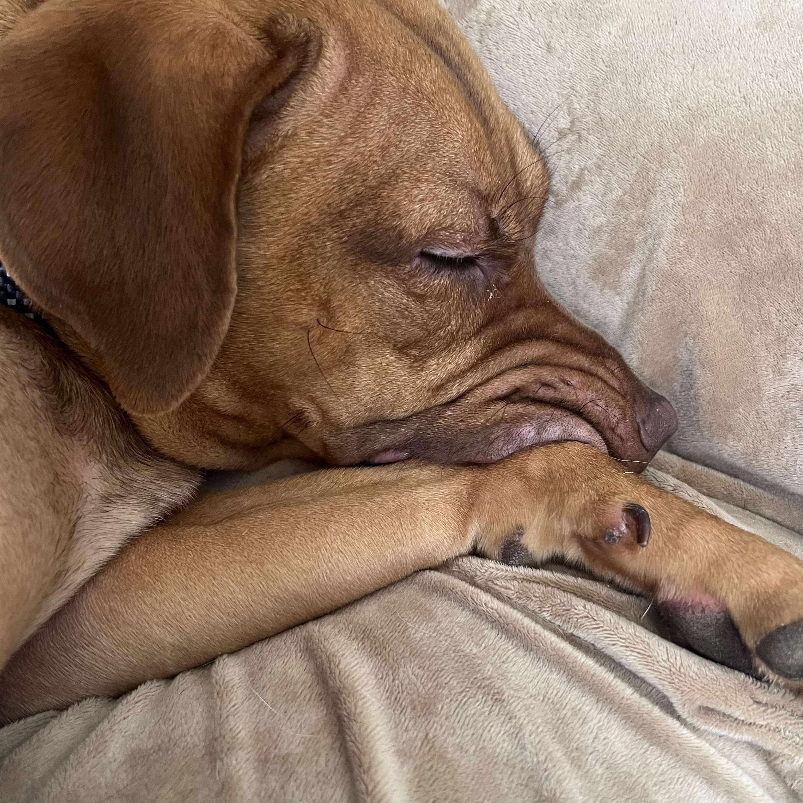 Enlarge Nova, a ADOPTABLE mixed breed in Sanford, NC image 3/3