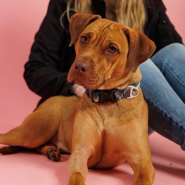 Enlarge Nova, a ADOPTABLE mixed breed in Sanford, NC image 1/6