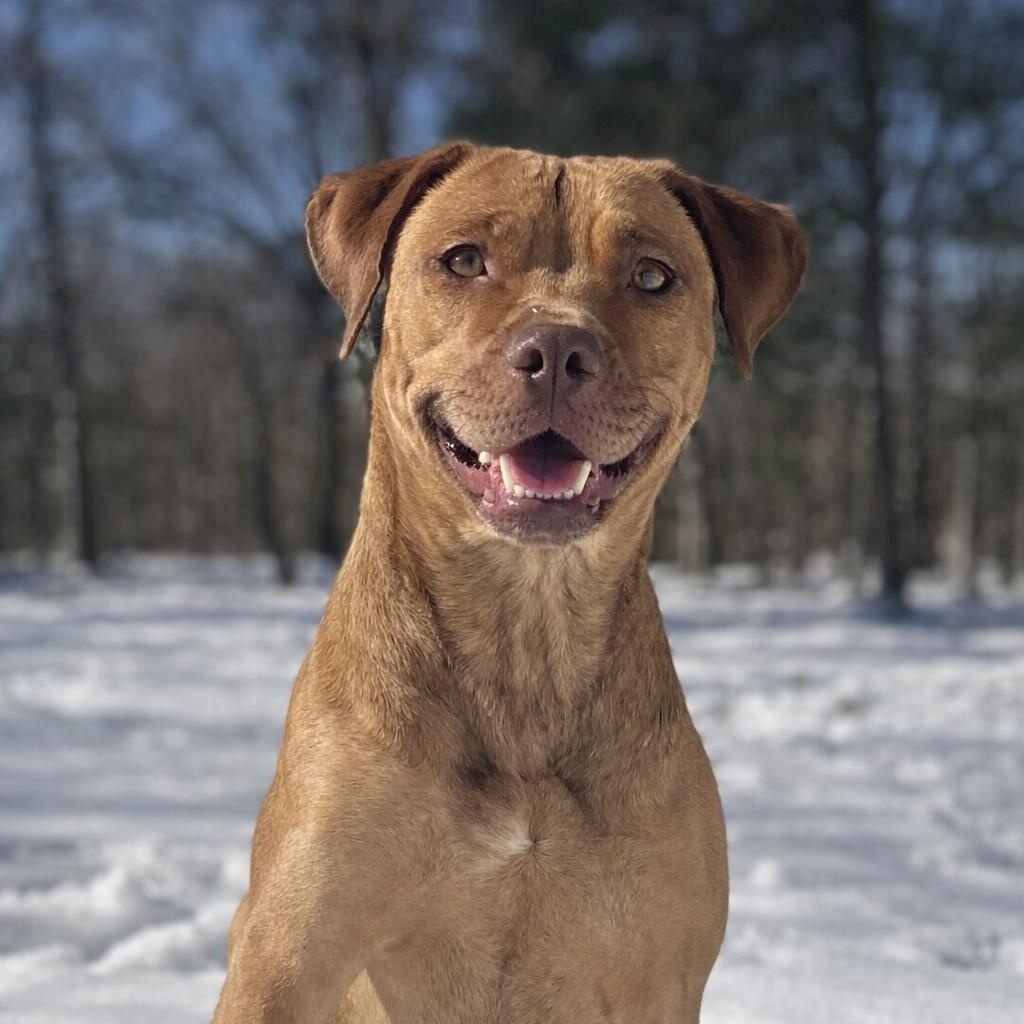 Nova, ADOPTABLE, Young Female Carolina Dog & American Staffordshire Terrier.