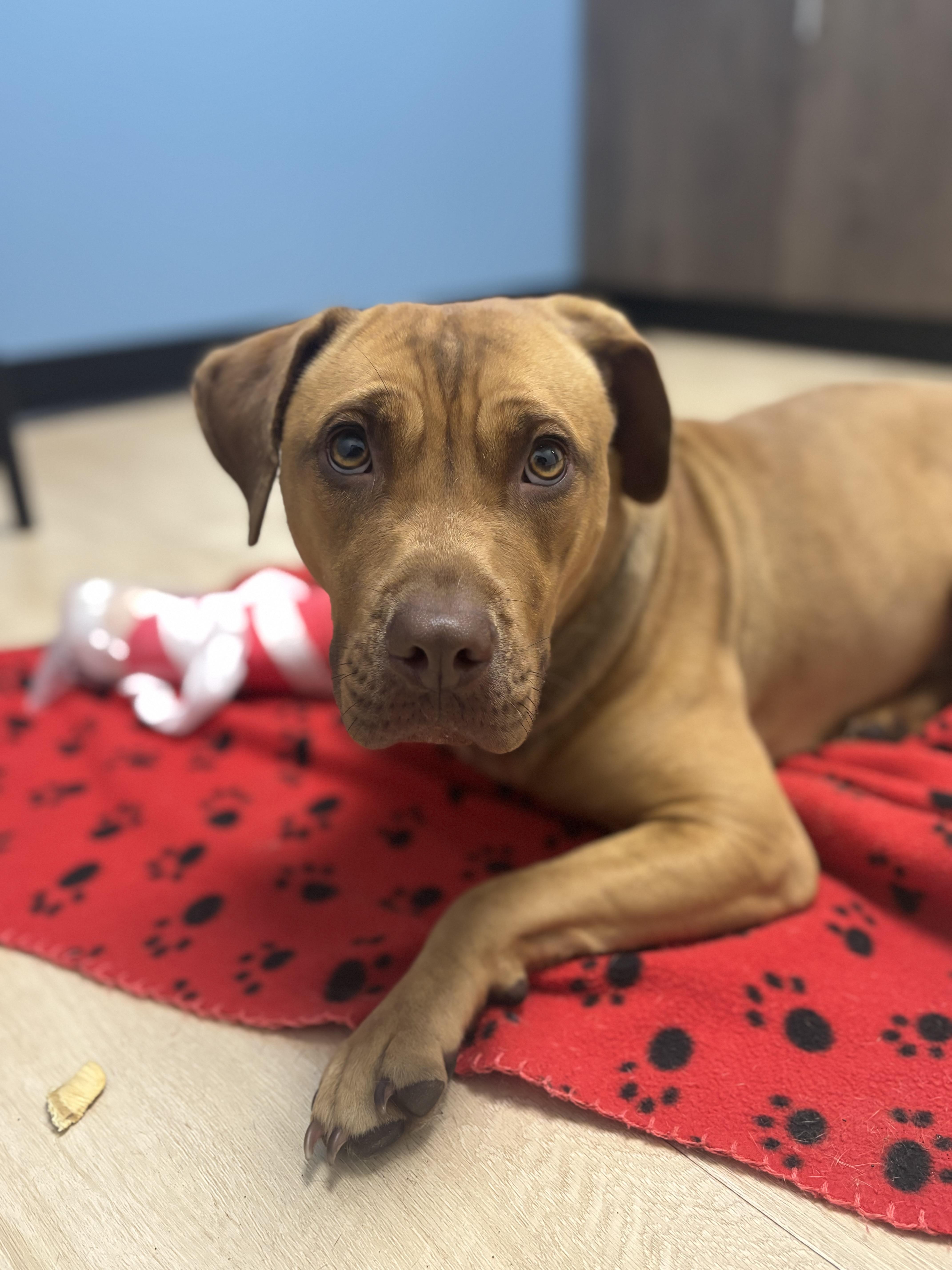 Enlarge Nova, a ADOPTABLE mixed breed in Sanford, NC image 1/3