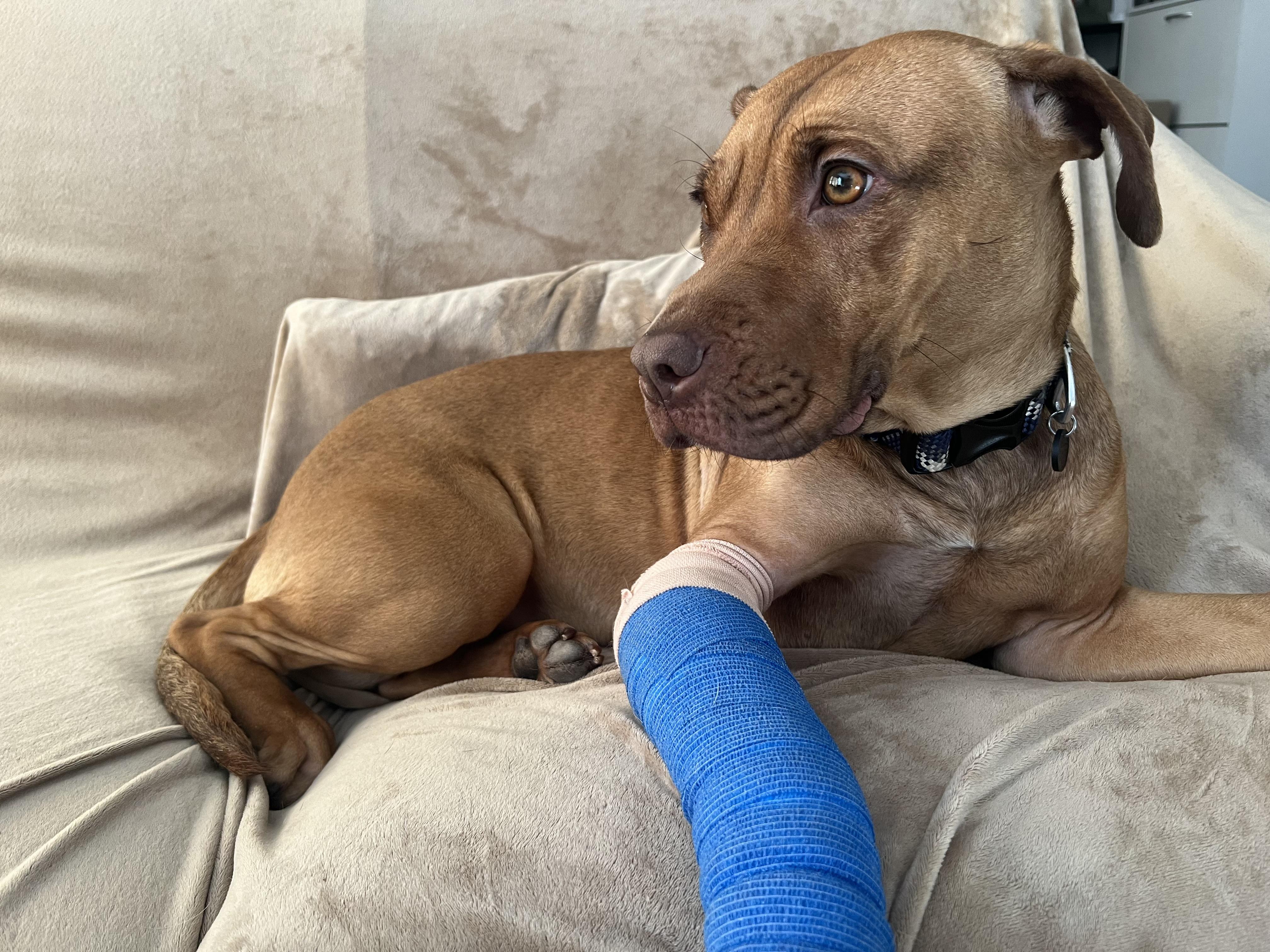 Enlarge Nova, a ADOPTABLE mixed breed in Sanford, NC image 2/3