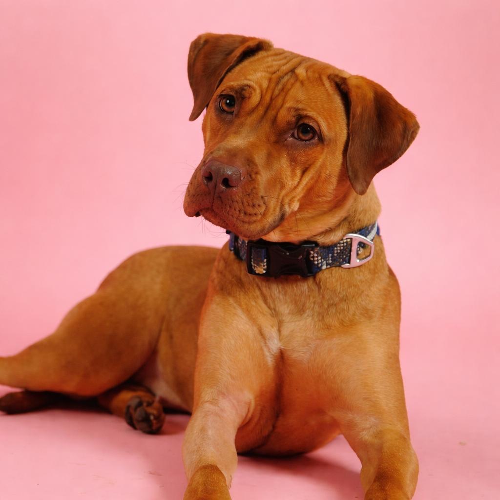 Nova, ADOPTABLE, Young Female Carolina Dog & American Staffordshire Terrier.