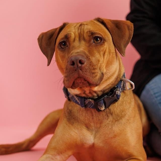 Enlarge Nova, a ADOPTABLE mixed breed in Sanford, NC image 3/6