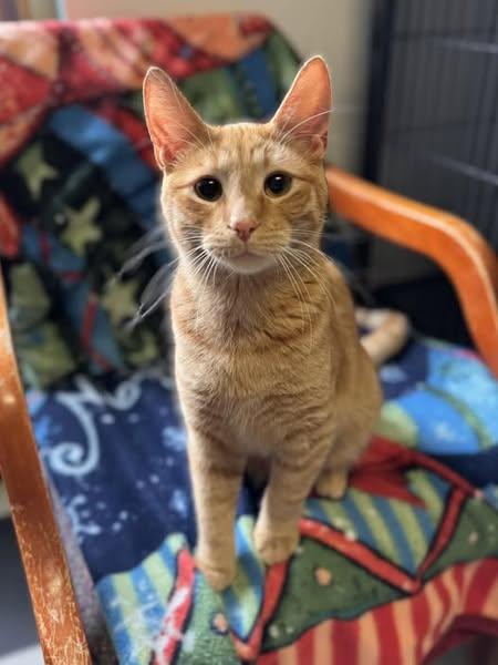 Tim, an adoptable Domestic Short Hair & Tiger Mix in Monticello, IL_image-1