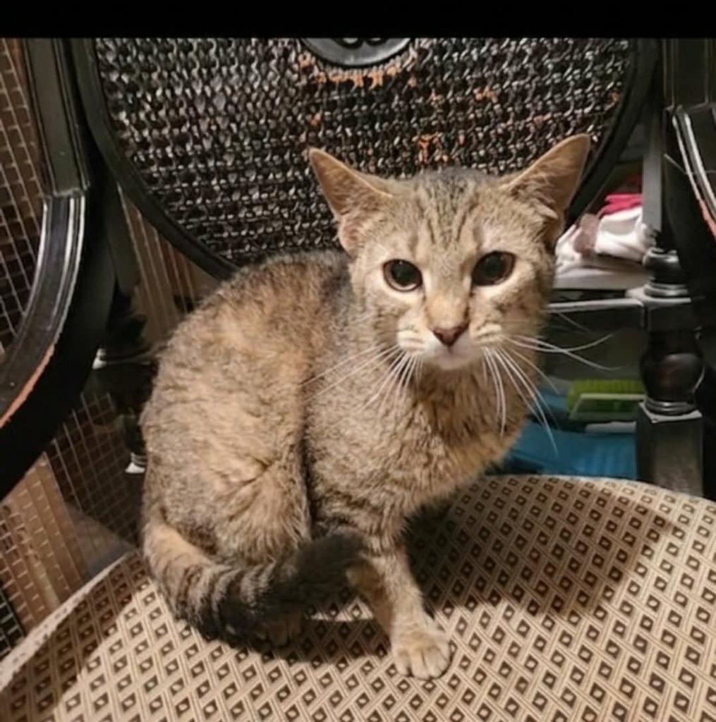 Chloe, Adoptable, Kitten Female Domestic Short Hair.