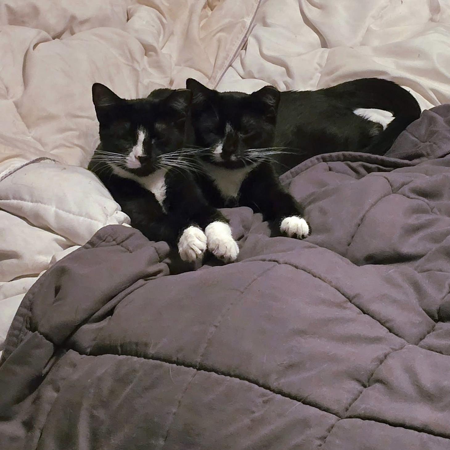 Enid & Wednesday, a Adoptable Domestic Short Hair in Westville, NJ image 1/3